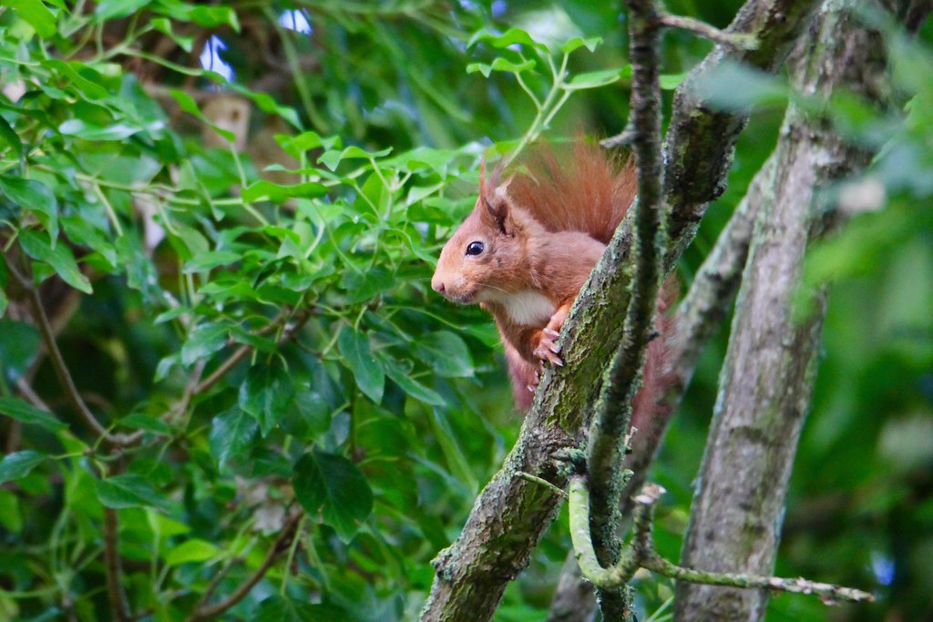 Red squirrel France Jean Michel Flickr