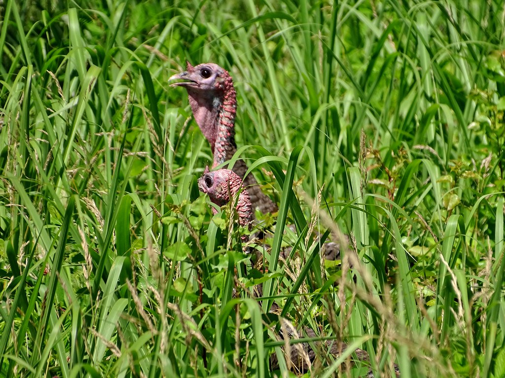 Occoquan Bay NWR 6/24/2020 Flickr