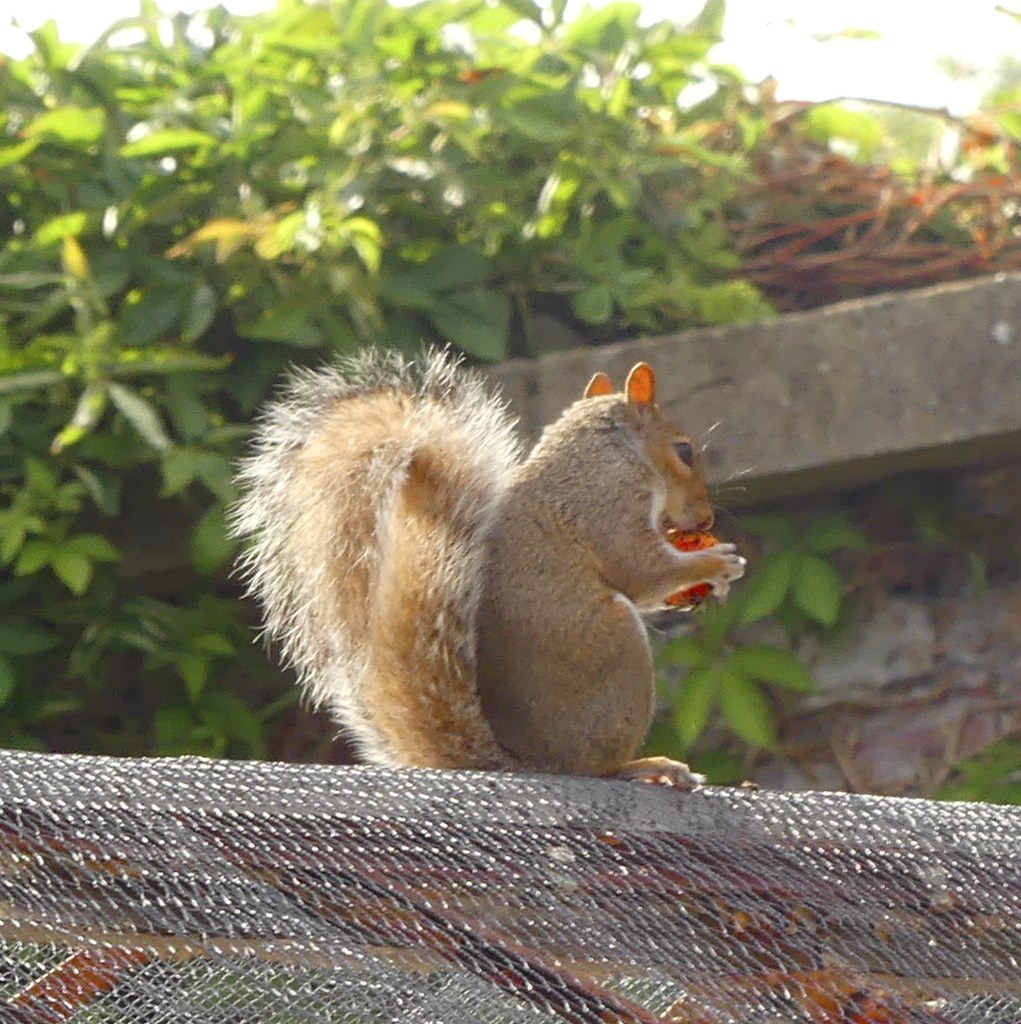 P1380524 Blaise Community Garden Flickr