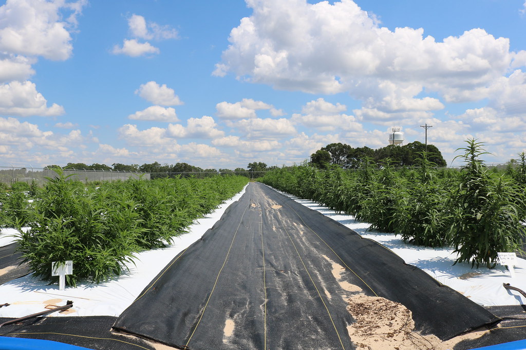 Samson Extracts Flickr