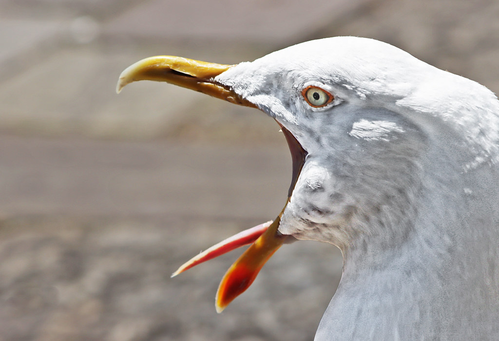 Yawning gull Gull yawning with tongue sticking out Gill Stafford