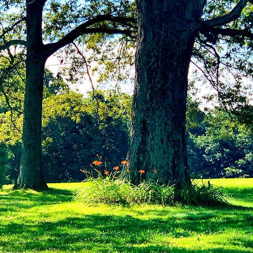 Elevation of Pritchard Rd, Wingo, KY, USA Topographic Map Altitude Map