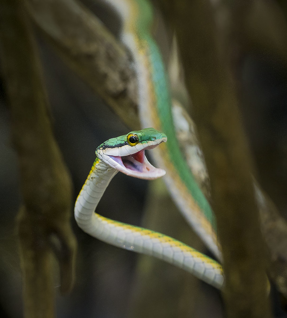 What Is A Horse Whip Snake at John Brassard blog