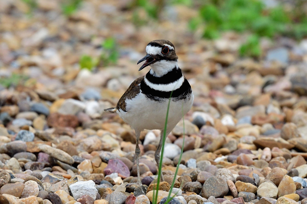 KILLDEER 37 Killdeer (Charadrius vociferus). Hagerman Nati… Flickr