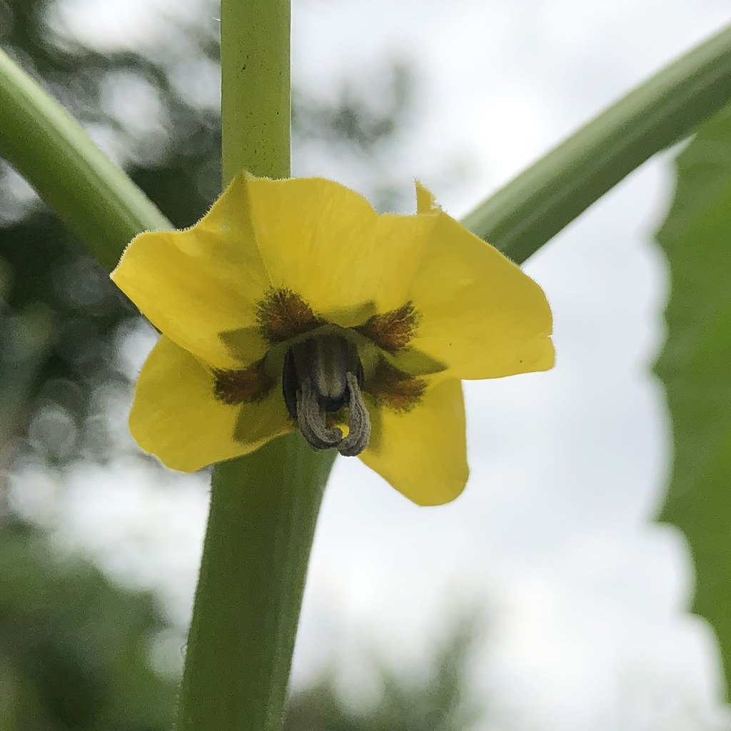 Tomatillo flower gavaitchison Flickr