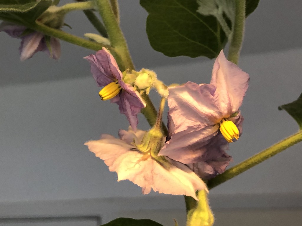 Aubergine flowers gavaitchison Flickr