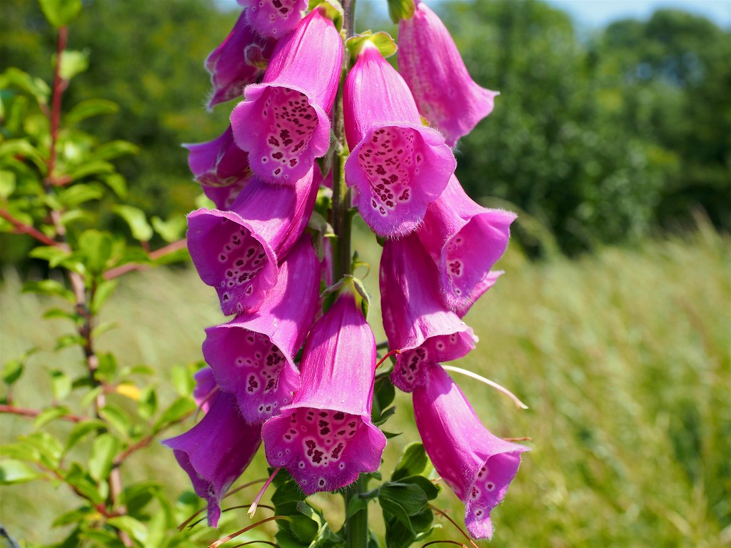P6240260 Brown's Hill Quarry Leicestershire and Rutland Wi… Flickr