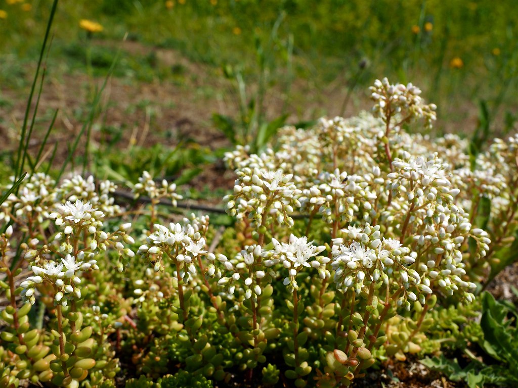 P6240250 Brown's Hill Quarry Leicestershire and Rutland Wi… Flickr