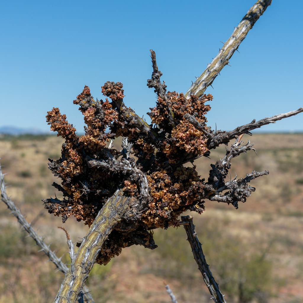 2020 06 Unusual Ocotillo Growth Charles Miles Flickr