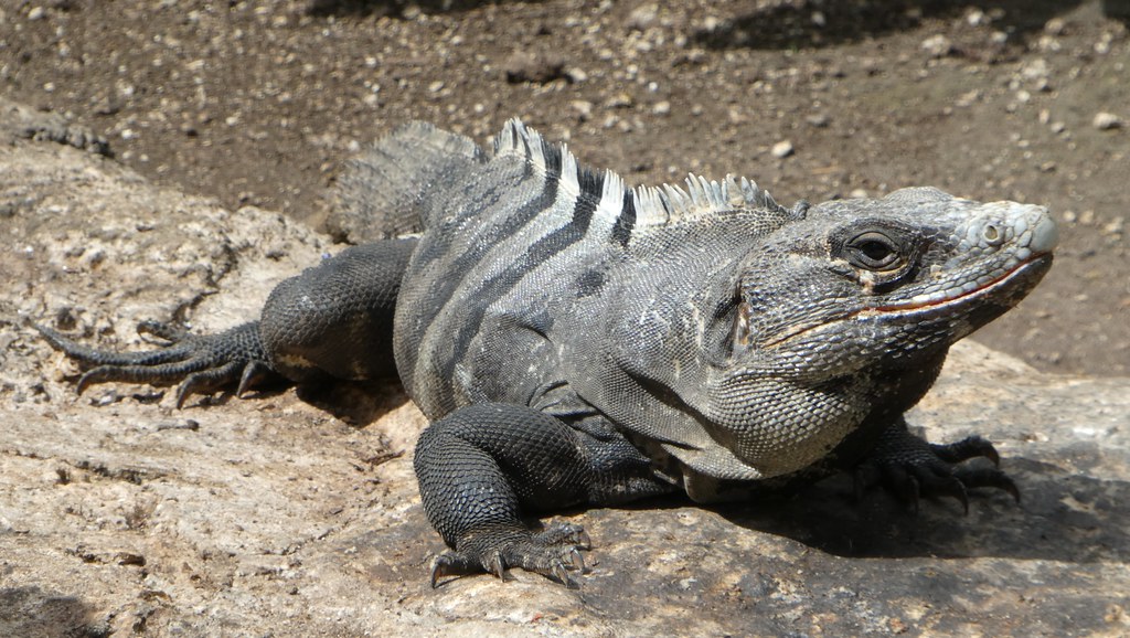 Flickriver ANFIBIOS Y REPTILES DE MEXICO (reptiles and amphibians) pool