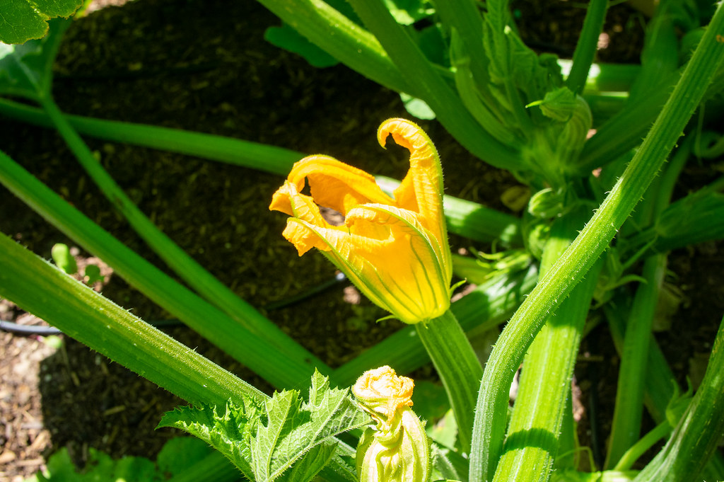 _IMG2737 Squash flower in the morning. blackcloudbrew Flickr