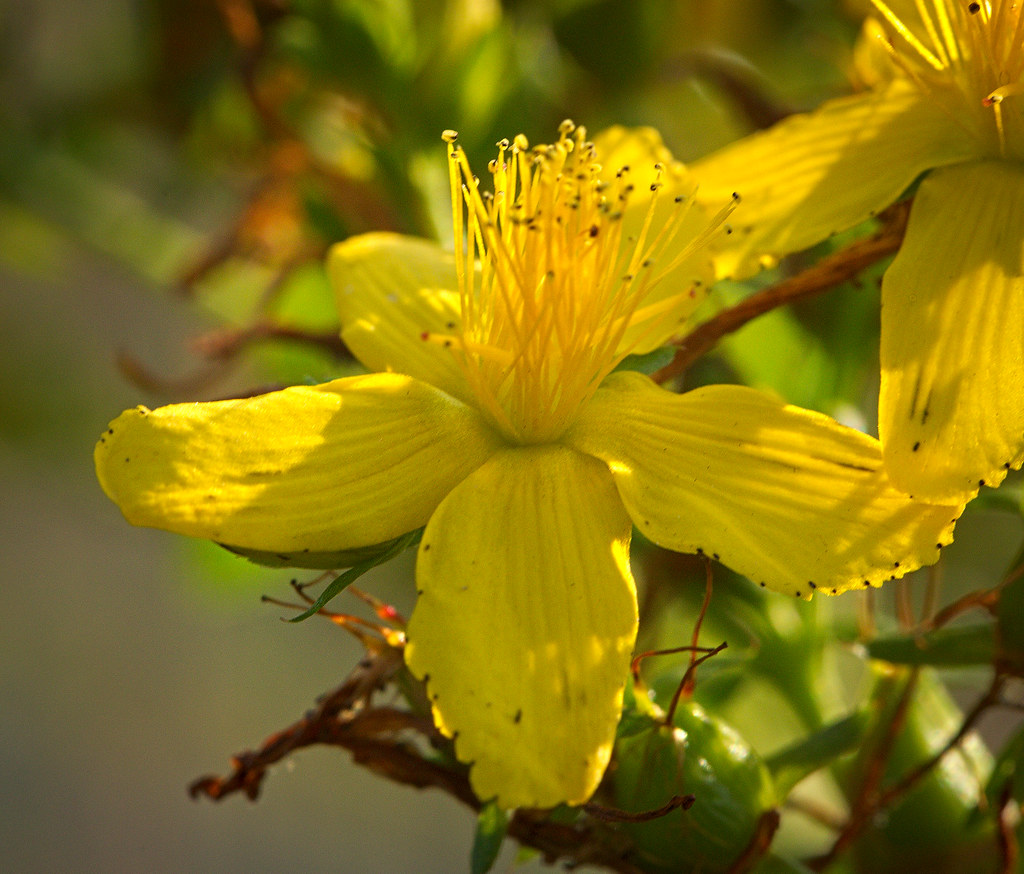 St. John's wort St. John's wort (Hypericum perforatum) flo… Flickr