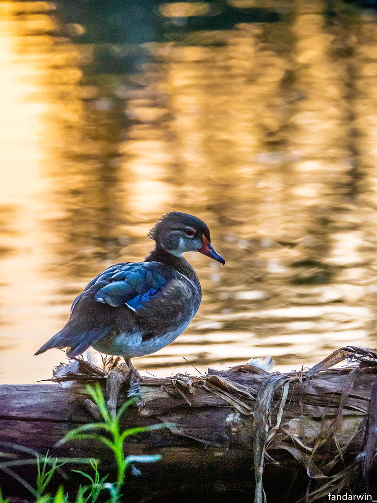 Wood Duck, Boise Greenbelt, Summer 2020 Darwin Fan Flickr