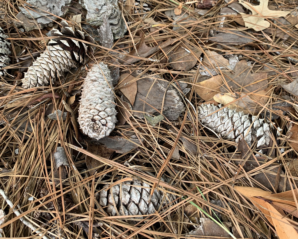 Fallen pine cones and tree bark 107 Things that fall, fo… Flickr
