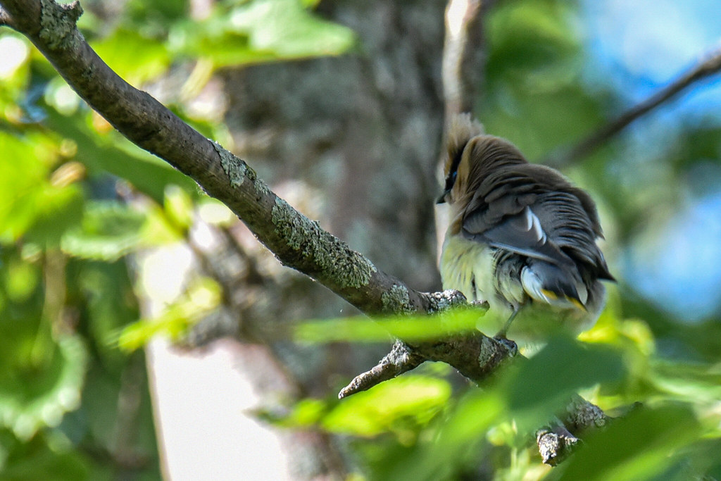 BerthierMaskinongéYamachicheTrois Rivières 2020 Flickr