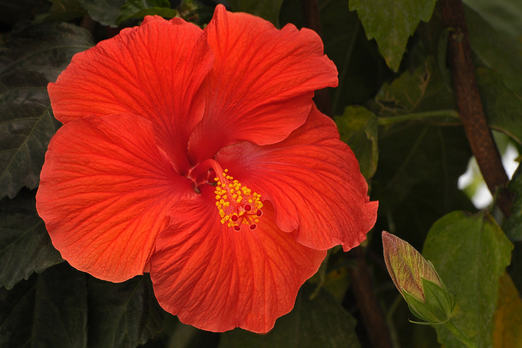 China Garden Branford Ct / China Garden Restaurant 1064 Main St