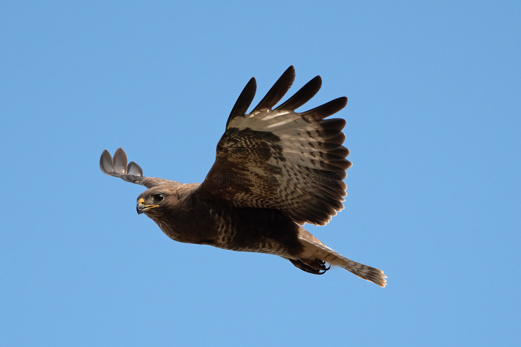 Buzzard Local Buzzard taken 8th June 2020. Paul Harvey Flickr