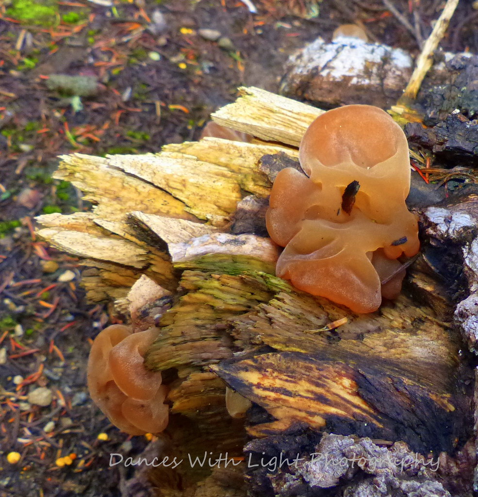 L1580731 Wood ears fungus (Auricularia) Debbie Gaskill Flickr