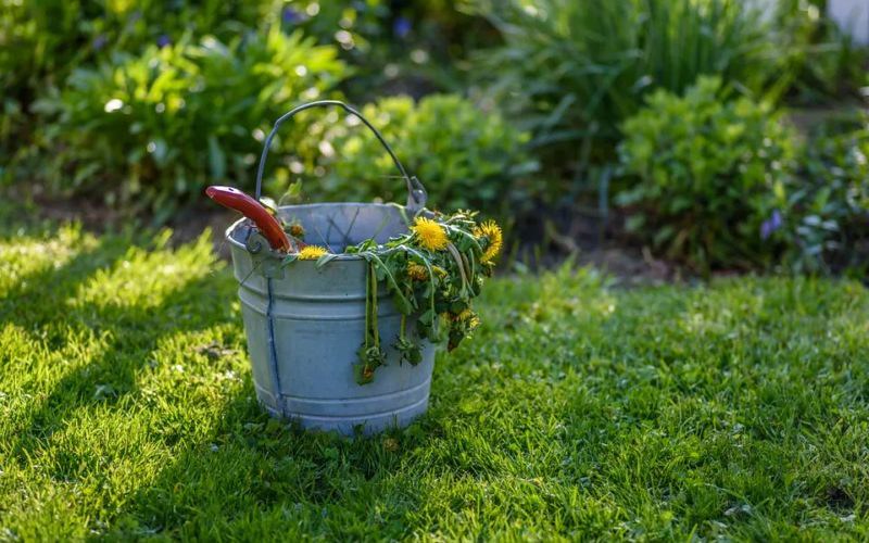 How To Revive A Lawn Full Of Weeds / How To Fix A Weedy Patchy Lawn The