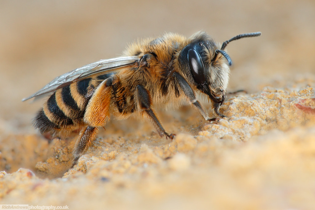 Yellowlegged Mining Bee [Andrena flavipes] This female An… Flickr