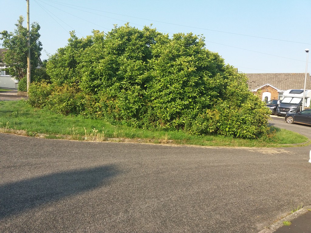 Bowden Rd Ipplepen After VE Day celebrations it was decide… Flickr