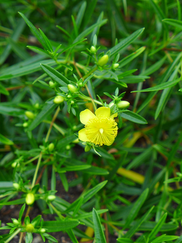 Hypericum densiflorum 01 cultivated, Hillsborough, North C… Flickr
