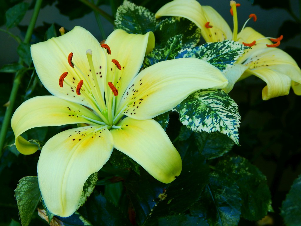 Banana Lilies Todd Petit Flickr