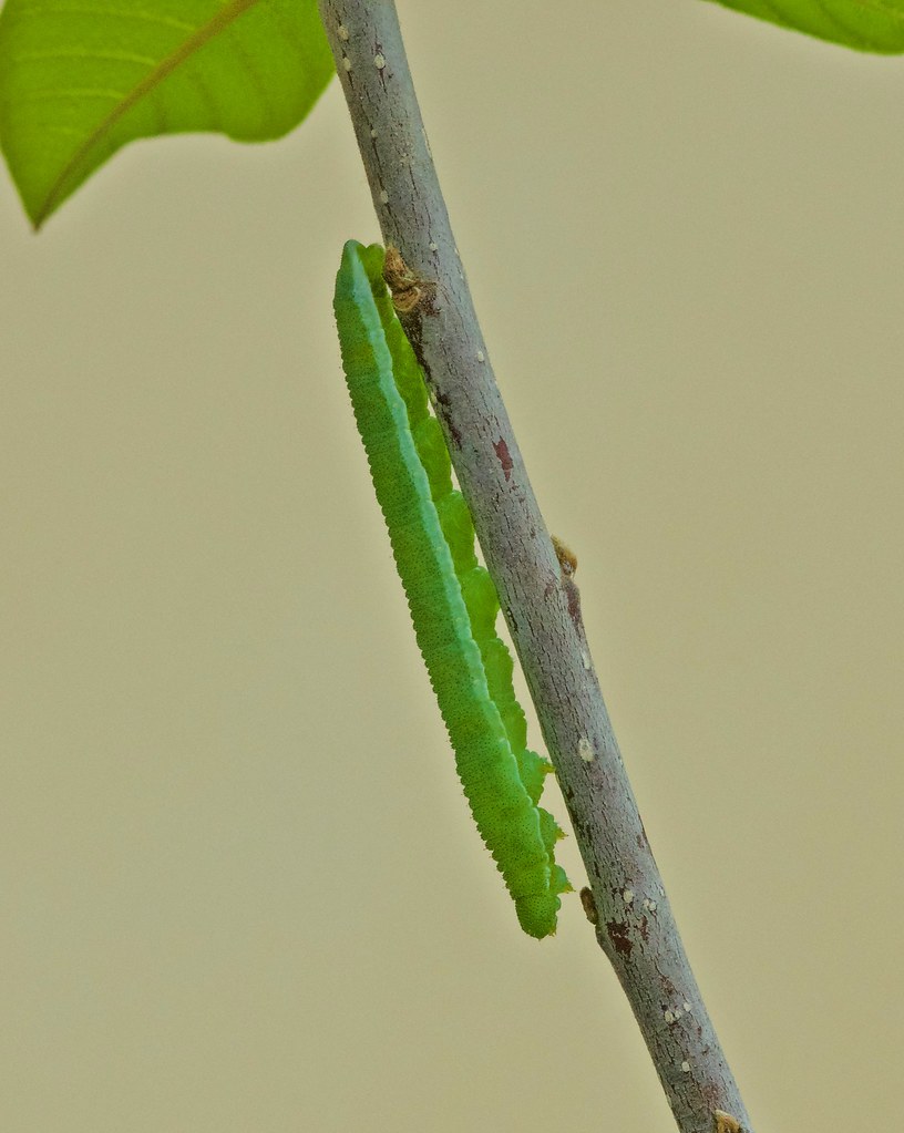 Brimstone butterfly caterpillar On Alder Buckthorn at Duxf… Flickr