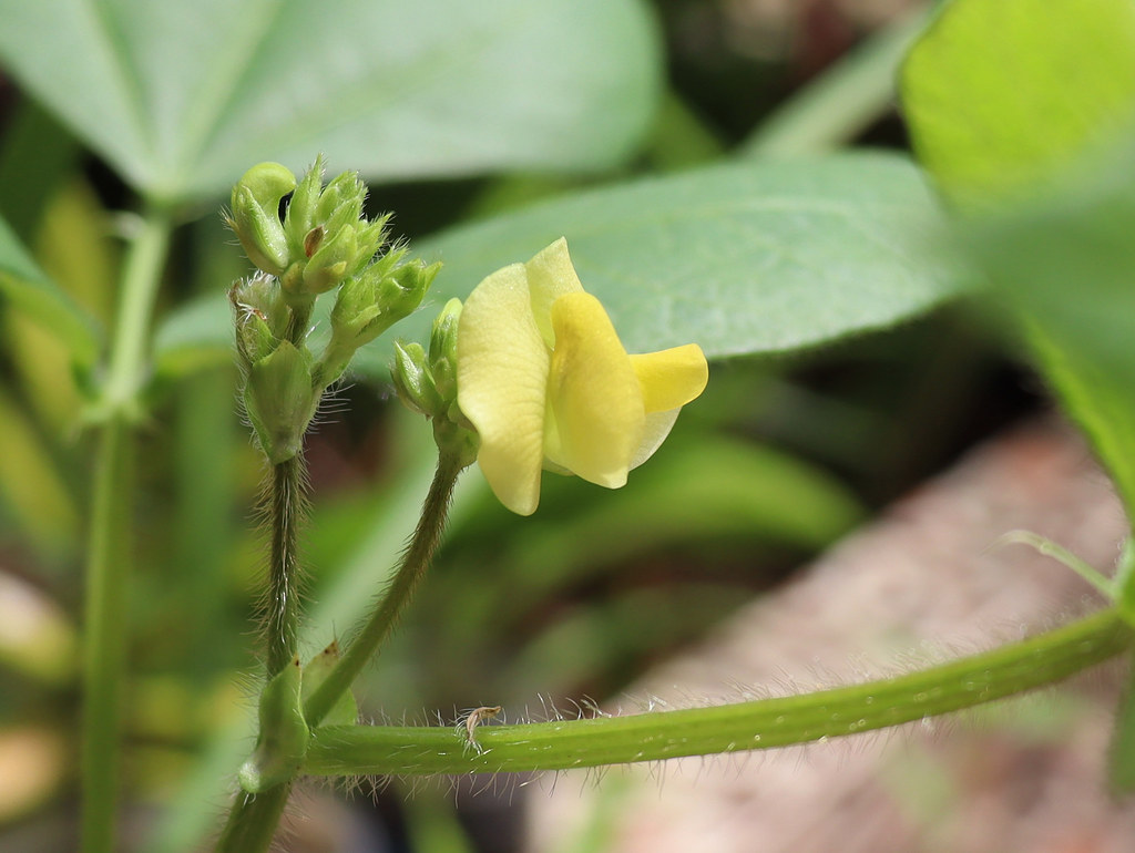 Finally a flower! The first flower on my mung bean plant. Dawn in