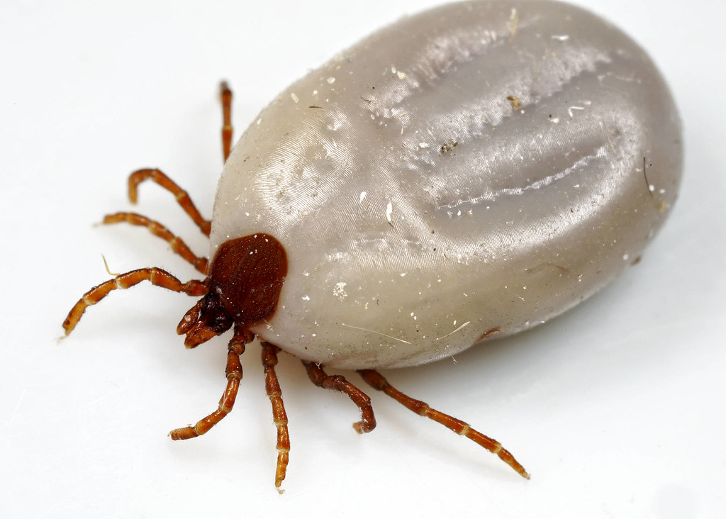 Hedgehog Tick, Ixodes hexagonus Image Problem If you
