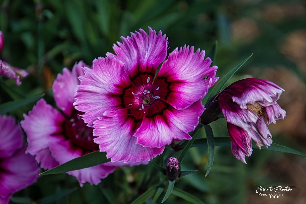IMG_4323 Carnations L4 Flowers from Karen's garden 'Carnat… Flickr