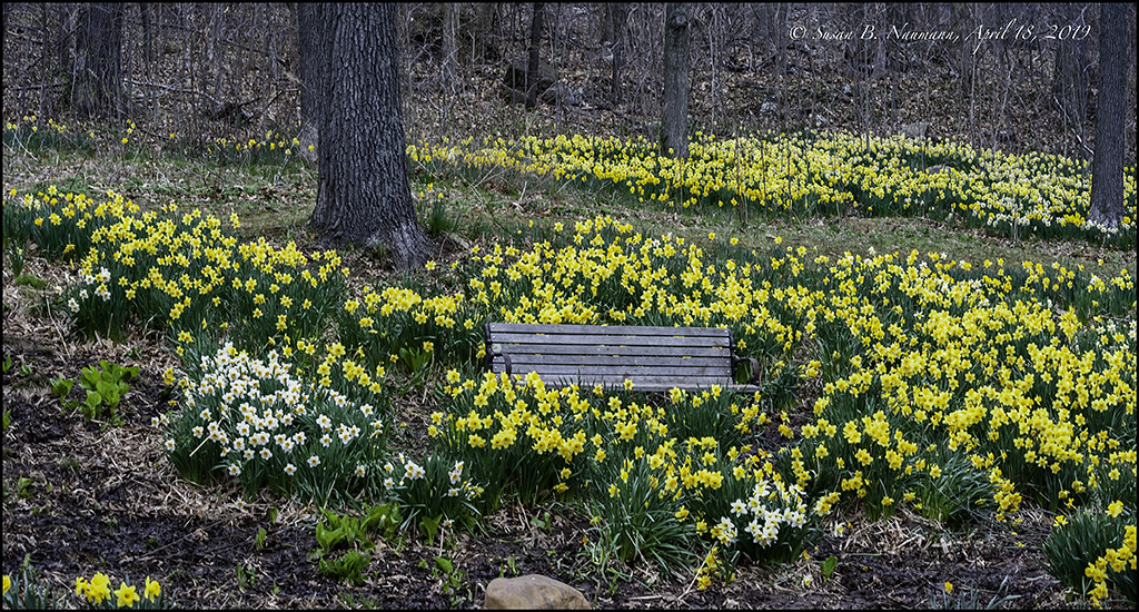 APRIL 18, 2019, HUBBARD PARK DAFFODIL FESTIVAL Flickr