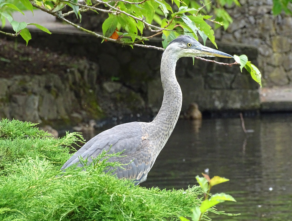 Great Blue Heron by the lake Photo taken in Beacon Hill Pa… Flickr