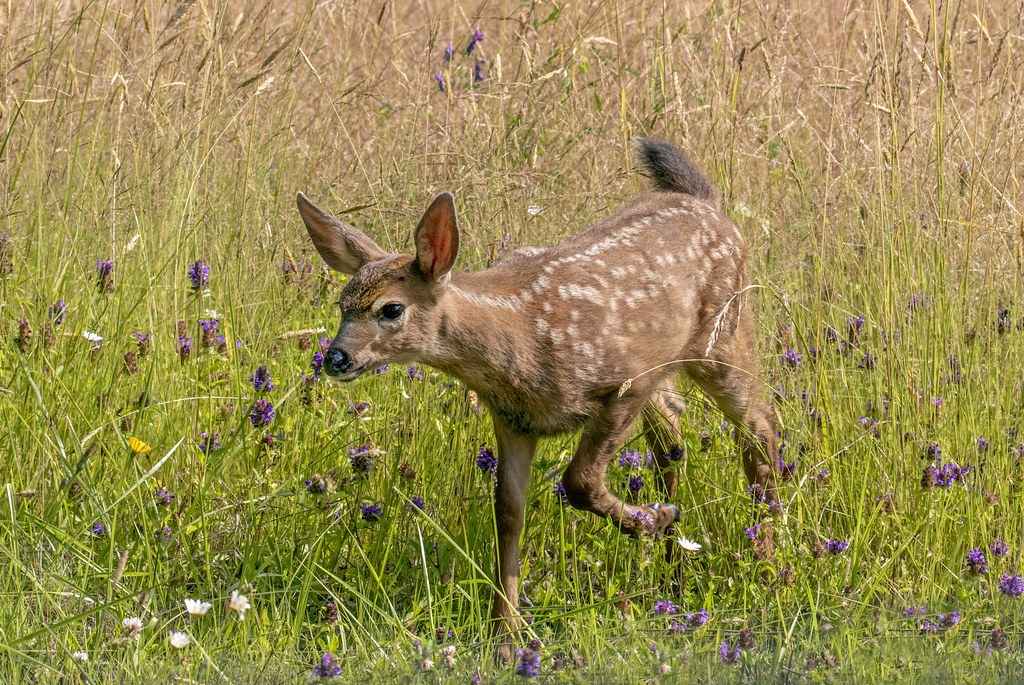 Fawn Traipsing through wildflowers. Gary Grossman Flickr