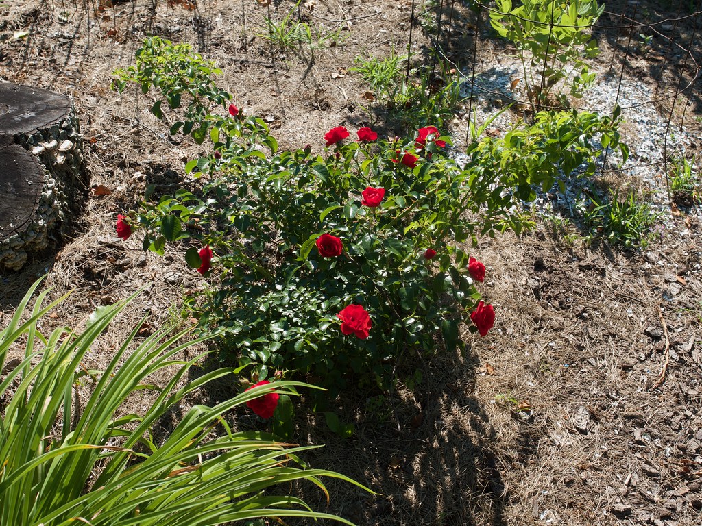 Rosa FLOWER CARPET Scarlet () Photo by F.D.Richards, 7/202… Flickr
