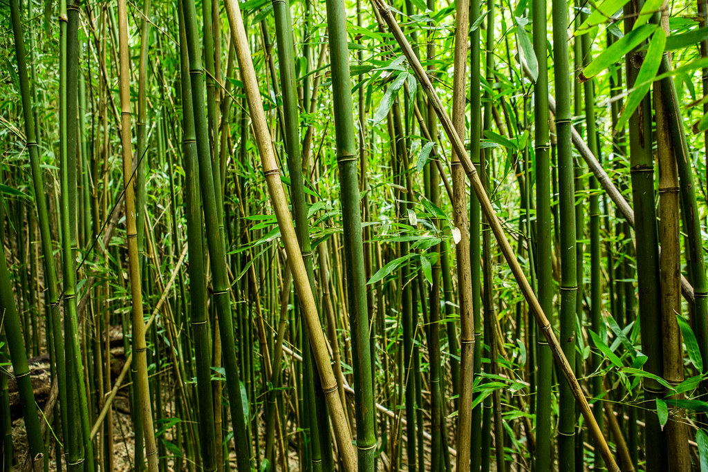 Bamboo Forest Oahu Hawaii Anthony Quintano Flickr