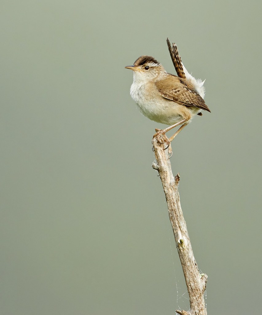 Untitled kim caruso Flickr