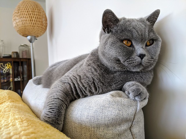 British Shorthair Cat Pictures and Information
