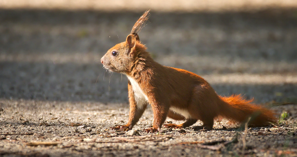 Red squirrel Red squirrel (Sciurus vulgaris) standing on a… Flickr
