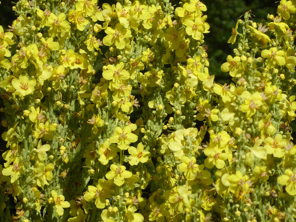 Verbascum ‘Cotswold Queen’, Sexby Garden, Peckham Rye Park, SE London