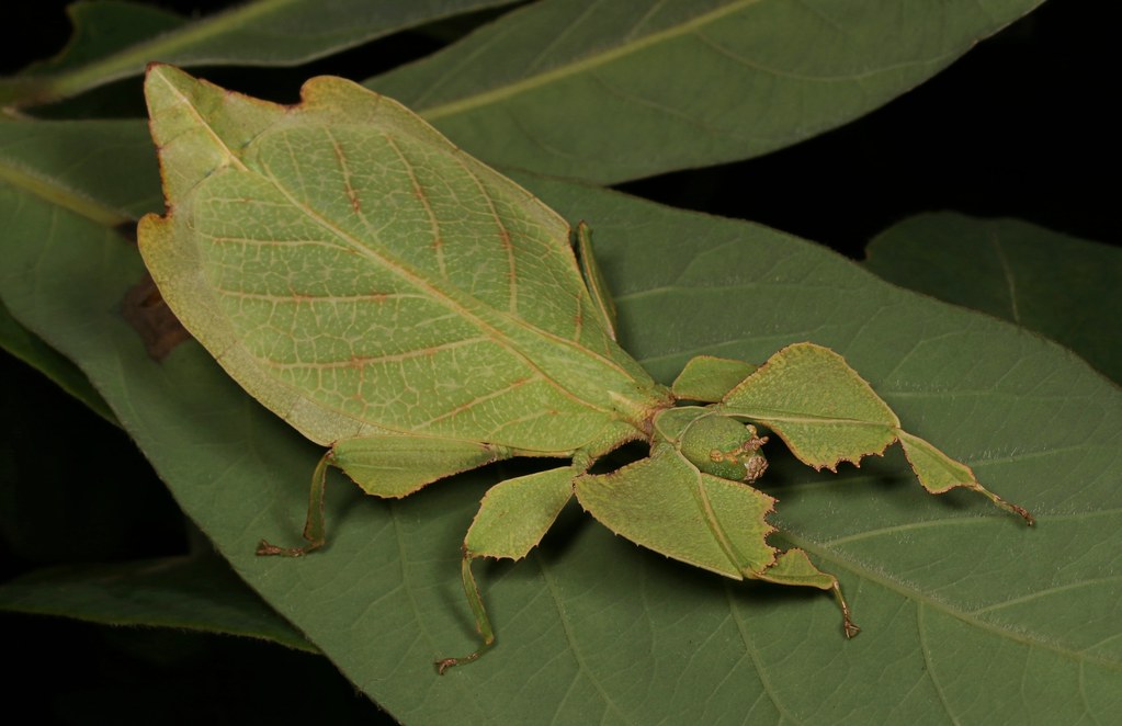 Do leaf insects need heat? Looking after leaf insects