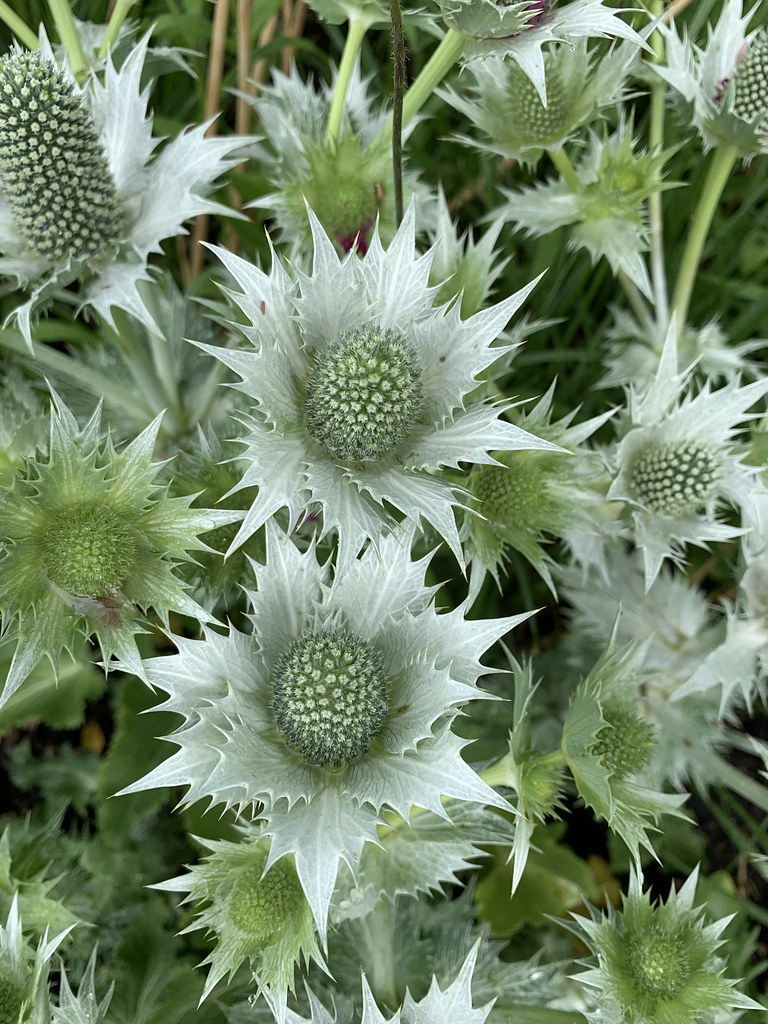 Eryngium giganteum RHS Harlow Carr Sue Taylor Flickr