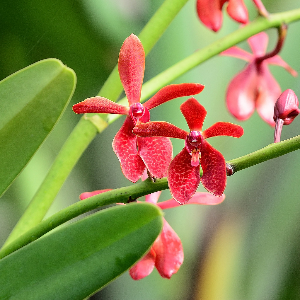 Bid Red Elephant Orchid This Orchid in our garden is over … Flickr