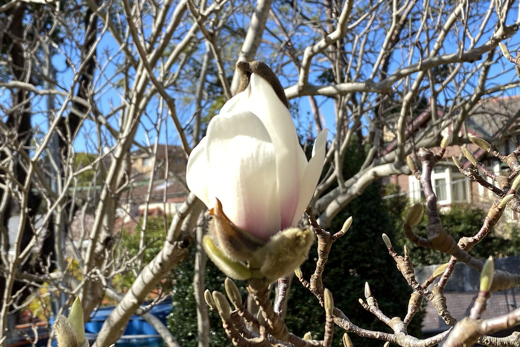 Winter magnolia The magnolias are flowering already. 4 Jul… Flickr