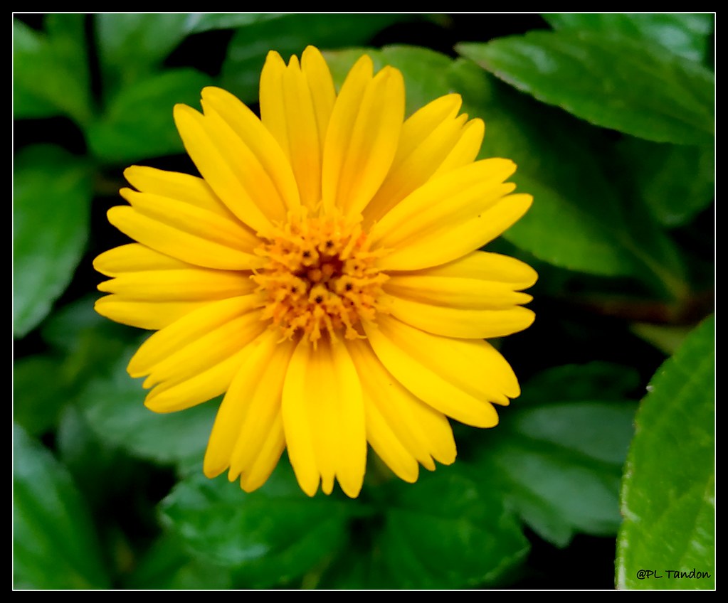 Butter Daisy (Melampodium divaricatum) Butter Daisy ( Mela… Flickr