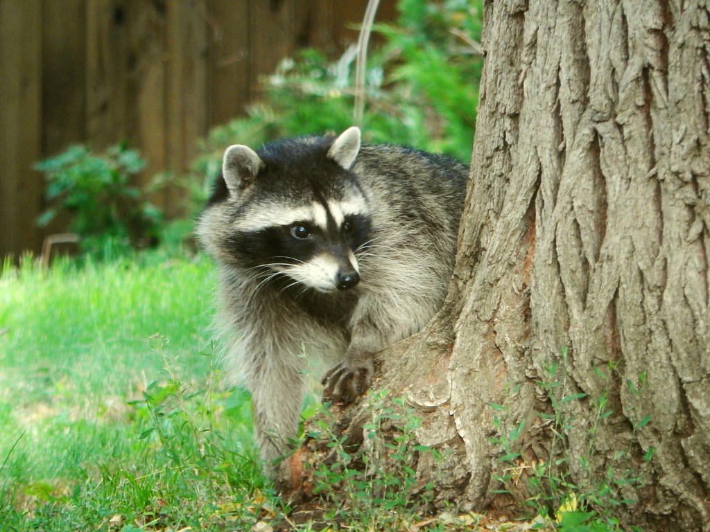Racoon in our Yard Four raccoons are in our trees. Todd Petit Flickr