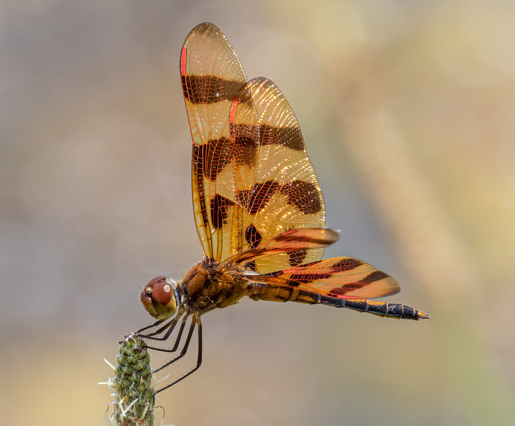 Halloween Pennant dragonfly Halloween Pennant dragonfly at… Flickr