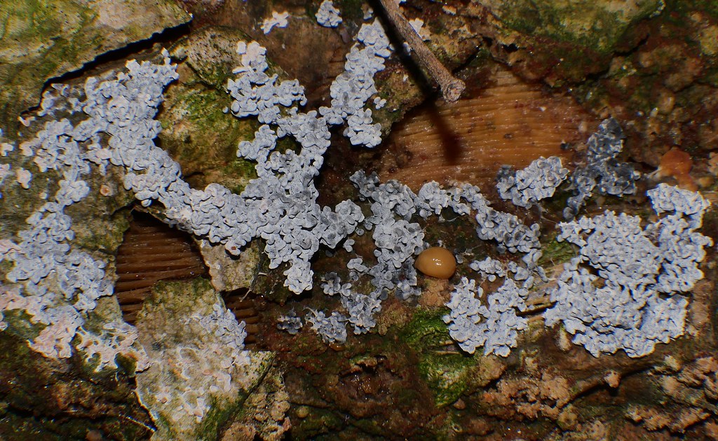 Grey Dogs' vomit plasmodial slime mould Fuligo sp Physarac… Flickr