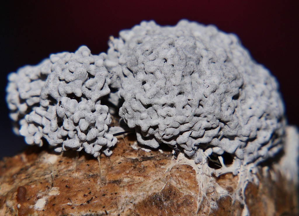 Grey Dogs' vomit plasmodial slime mould Fuligo sp Physarac… Flickr