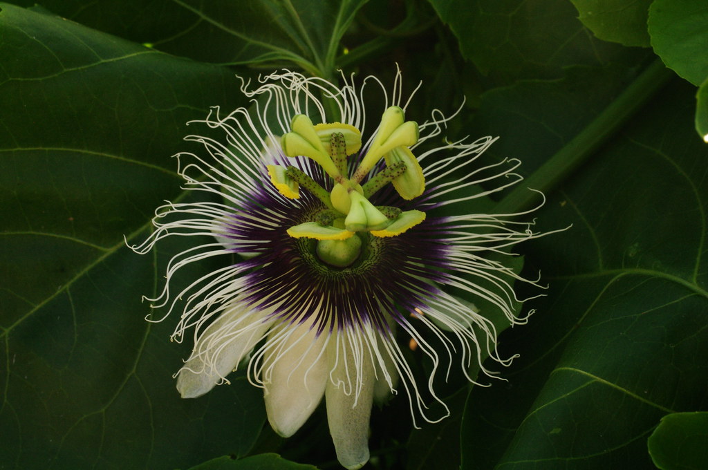 IMGP9618 My Panama Passionfruit in flower. Bynoe Haven NT.… Paul